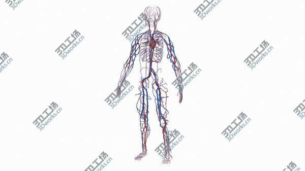 images/goods_img/20210312/Human Cardiovascular System Full Body model/3.jpg